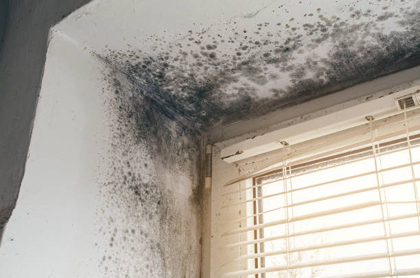 Affordable Commercial Mold Remediation solutions in Glencoe, FL